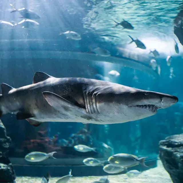 บรรยากาศ Sea Life Bangkok